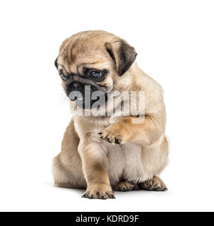 Mops Welpen spielen, isoliert auf weißem Stockfoto