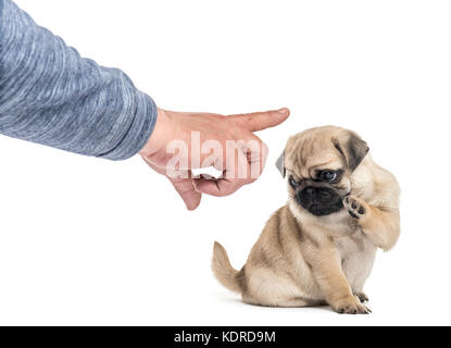 Mops Welpen vor der menschlichen Hand Bestellung, isoliert auf weißem Stockfoto