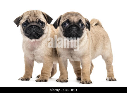 Mops Welpen Seite an Seite, isoliert auf weißem Stockfoto