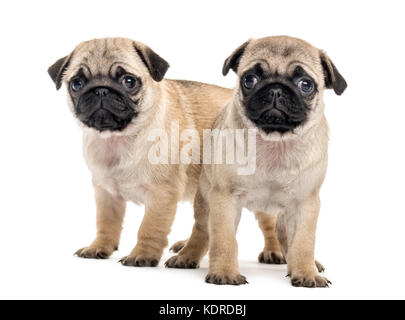 Mops Welpen Seite an Seite, isoliert auf weißem Stockfoto