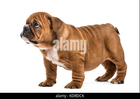 Schuldig Englisch Bulldogge Welpen, isoliert auf weißem Stockfoto