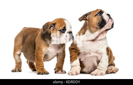 Englisch Bulldogge Welpen knuddeln, auf weissem isoliert Stockfoto