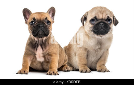 Mops und Bulldogge Welpen Seite an Seite, isoliert auf weißem Stockfoto