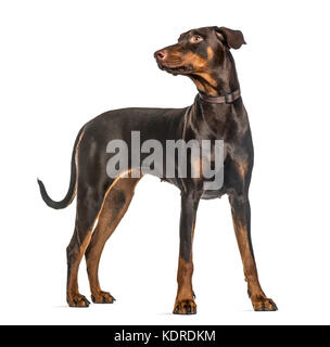 Aufmerksame Dobermann stehend, isoliert auf weißem Stockfoto