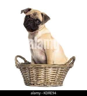 Pug in einem Weidenkorb sitzen, isoliert auf weißem Stockfoto