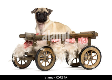 Pug in einem hölzernen Warenkorb mit Kissen und Federn, isoliert auf weißem Stockfoto