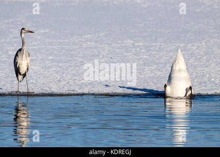 Flying Graureiher (Ardea cinerea) und Schwan. Schweden. Stockfoto