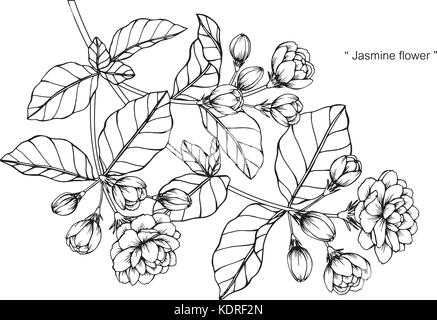 Jasmin Blume zeichnen Abbildung. Schwarz und Weiß mit Line Art. Stock Vektor