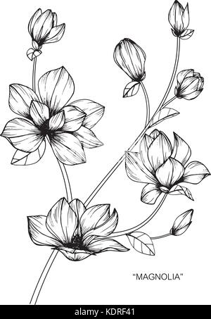 Magnolienblüte Zeichnung Abbildung. Schwarz und Weiß mit Line Art. Stock Vektor