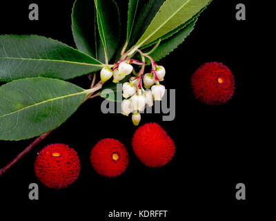 Wild, Arbutus unedo Erdbeerbaum. Blumen und Früchte zur gleichen Zeit erscheinen.. Stockfoto