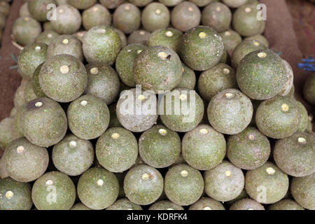 Holz - apple, Limonia acidissima, Pune, Maharashtra, Stockfoto