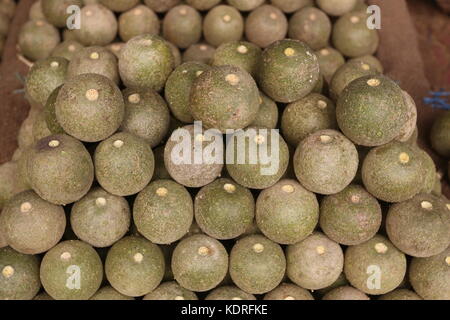 Holz - apple, Limonia acidissima, Pune, Maharashtra, Stockfoto