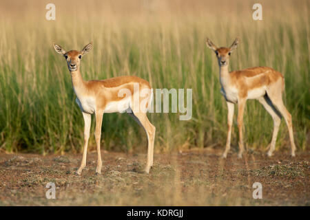 Das Bild der jungen Hirschziegenantilope (Antilope cervicapra) in Taal chappar Rajasthan, Indien genommen wurde Stockfoto