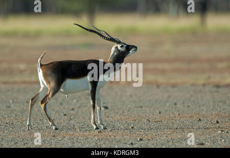 Das Bild der männlichen Hirschziegenantilope (Antilope cervicapra) in Taal chappar Rajasthan, Indien genommen wurde Stockfoto