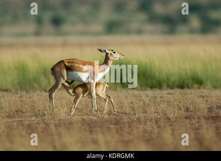 Die hirschziegenantilope (Antilope cervicapra) Mutter und junge säuglinge in Taal chappar Rajasthan, Indien Stockfoto