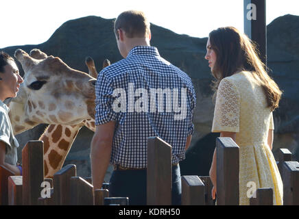 Sydney, AUSTRALIEN - 20. APRIL: Prinz William, Herzog von Cambridge und Catherine, Herzogin von Cambridge im Taronga Zoo am 20. April 2014 in Sydney, Australien. Personen: Prinz William, Herzog von Cambridge und Catherine, Duchess of Cambridge Transmission Ref: MNCUK1 Credit: Hoo-Me.com/MediaPunch ***NO UK*** Stockfoto