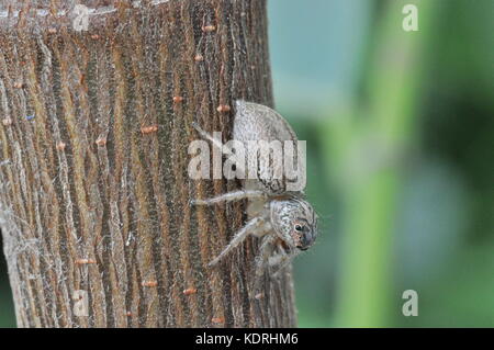 Jumping spider (unbeschriebene), Townsville, Queensland, Australien Stockfoto