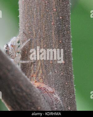 Jumping spider (unbeschriebene), Townsville, Queensland, Australien Stockfoto