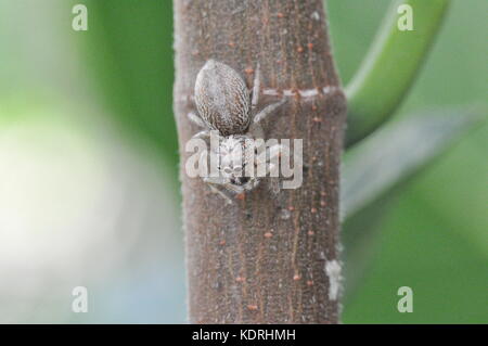 Jumping spider (unbeschriebene), Townsville, Queensland, Australien Stockfoto