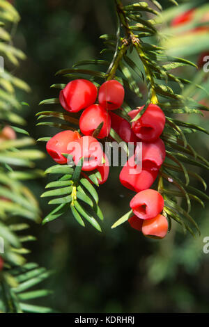 Rote Eibenbeeren, auch Arils genannt - Taxus baccata Baum, Großbritannien Stockfoto