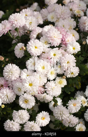 Chrysantheme' purleigh Weiß' Blumen im Garten. hardy Chrysanthemen. Stockfoto