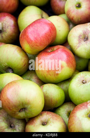 Malus Domestica" Bramley's Seedling'. bramley Äpfel. Stockfoto