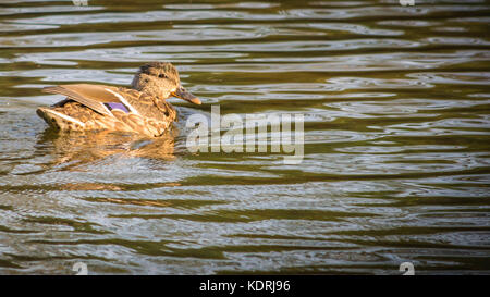 Anas platyrhynchos, einsame weibliche Stockente Baden zwischen den Tress in Ryton Pools, UK. Stockfoto