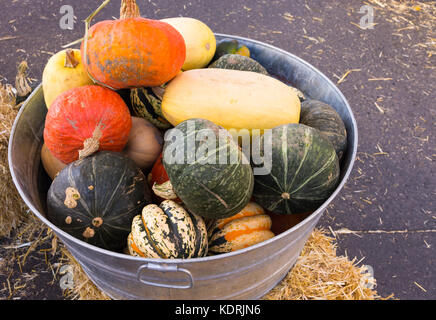 Kürbisse, Kürbisse und Winter Squash in verzinkter Metallbehälter mit Griffen von oben fotografiert. Lose Stroh auf dem Boden sichtbar ist. Stockfoto