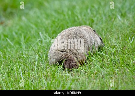 Murmeltier (Marmota monax) auch bekannt als Holzschnitzelfutter Stockfoto