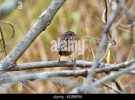 Singammer (Melospiza Melodia) Stockfoto