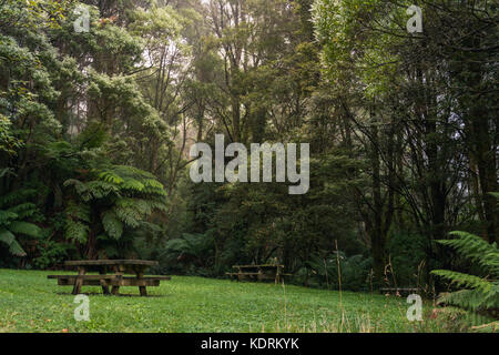 Mystische Picknick im Wald die Abwicklung durch üppigen Regenwald mit picninc Tabellen und Nebel im Hintergrund umgeben Stockfoto