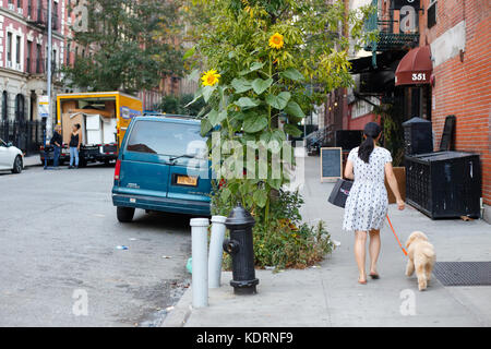 Eine Frau geht mit einem Hund die East 13. St und die First Avenue im East Village-Viertel in Manhattan, New York, NY, entlang Stockfoto