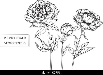Pfingstrose Zeichnung Abbildung. Schwarz und Weiß mit Line Art. Stock Vektor