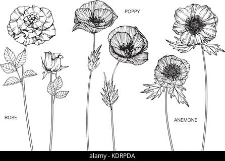 Rose, Mohn, Anemone Blume zeichnen Abbildung. Schwarz und Weiß mit Line Art. Stock Vektor