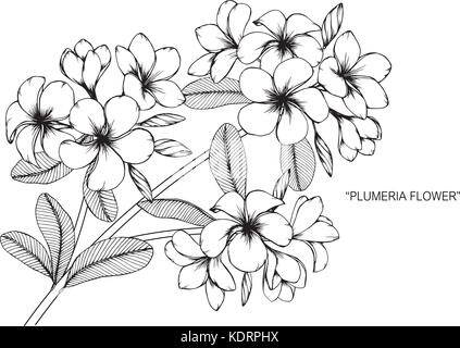 Plumeria flower Zeichnung Abbildung. Schwarz und Weiß mit Line Art. Stock Vektor