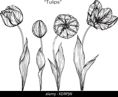 Tulpe Blume zeichnen Abbildung. Schwarz und Weiß mit Line Art. Stock Vektor
