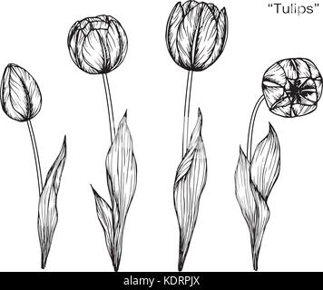 Tulpe Blume zeichnen Abbildung. Schwarz und Weiß mit Line Art. Stock Vektor