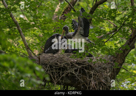 Schwarzer Storch/schwarzstorch (Ciconia nigra), Nachkommen, nestlinge, fast Flügge, Flattern mit Flügeln, in der typischen Nest, Horst in eine Baumkrone versteckt Stockfoto