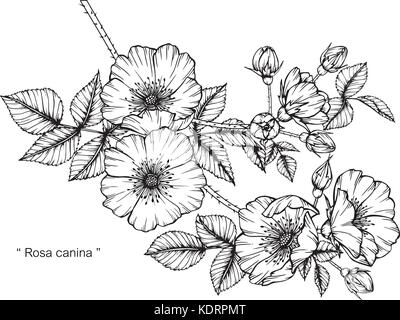 Rosa Canina flower Zeichnung Abbildung. Schwarz und Weiß mit Line Art. Stock Vektor