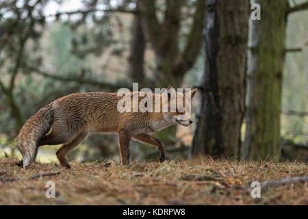 Red Fox/Rotfuchs (Vulpes vulpes) Erwachsenen, zu Fuß durch den Wald, Jagd, schöne Seitenansicht, in typischer Pose, Wildlife, Europa. Stockfoto