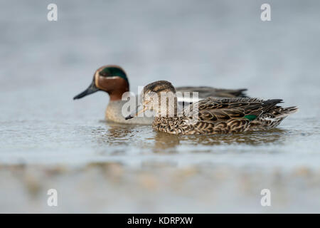 Petrol/Krickente (Anas crecca), Weibliche und männliche, paar Krickenten, Paar, in bunten Zucht Kleid, Nebeneinander, Europa schwimmen. Stockfoto