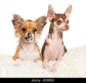 Chihuahua Welpen, 4 Monate alt, 5 Monate alt, liegen auf weißem Fell gegen den weißen Hintergrund Stockfoto