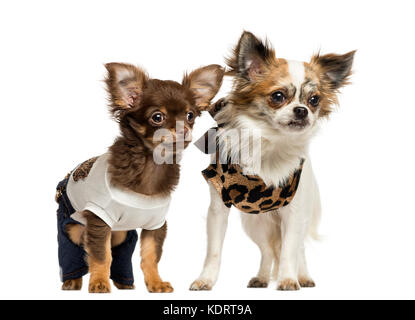 Gekleidet chihuahua Welpen stehend, 3 und 9 Monate alt, weiß, isoliert Stockfoto