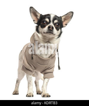 Ständigen Chihuahua trägt einen Pullover, 18 Monate alt, isoliert auf weißem Stockfoto