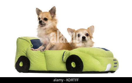 Zwei Chihuahua in einem Auto förmigen Bett, isoliert auf weißem Stockfoto