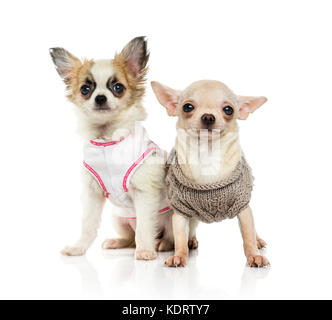 Chihuahua Welpe (3 Monate alt) Stockfoto