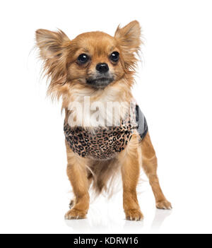 Chihuahua (2,5 Jahre alt) Stockfoto