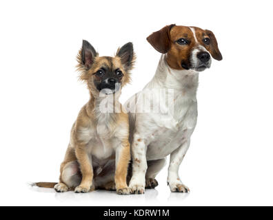 Jack Russell Terrier (1 Jahr alt), Chihuahua Welpe (5 Monate alt) Stockfoto