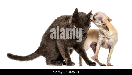 Kreuzung Katze und Chihuahua zusammen spielen Stockfoto