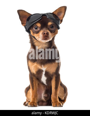 Chihuahua vor einem weißen Hintergrund sitzen Stockfoto